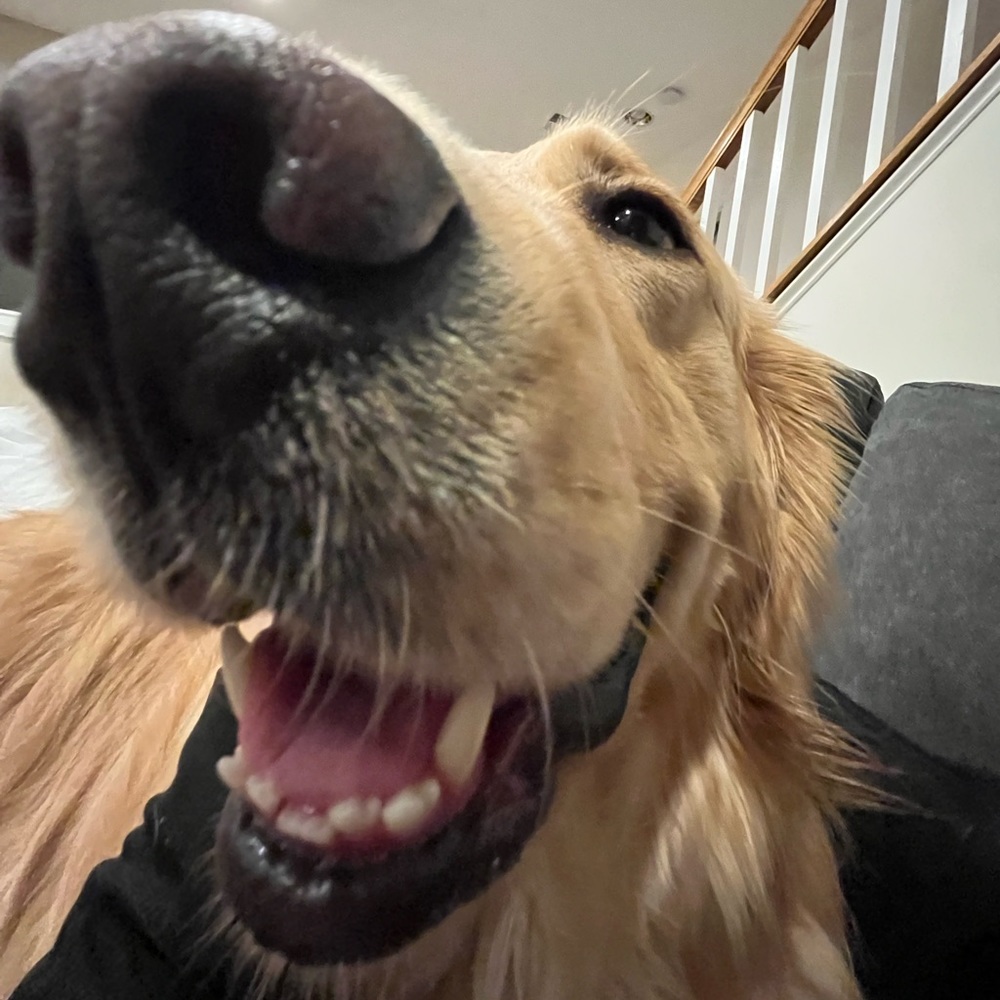 Meet your Posher, Simmergart